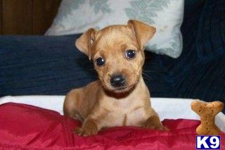 Miniature Pinscher Puppies for Sale